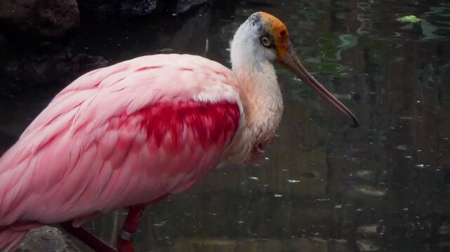 Roseate spoonbill (Platalea ajaja) near water, washing beak