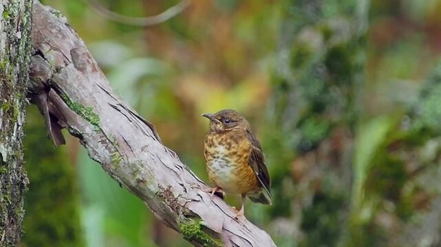 森の中の木陰で枯れ木の上で周りを見渡しながら親鳥の給餌を待っているアカハラの幼鳥