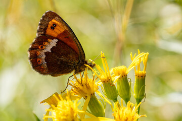Large Ringlet - Erebia euryale, beautiful small orange and brown butterfly from European montane woodlands, Jeseniky mountains, Czech Republic.