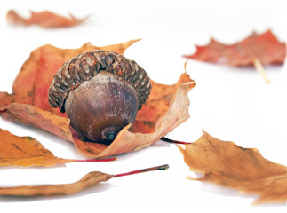 Obraz premium leaves and acorns