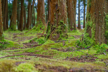 A close up over moss and trees on Azores Islands