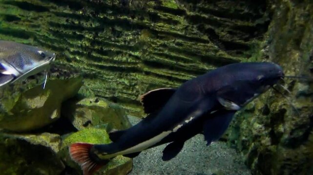 Two large redtail catfish (Phractocephalus hemioliopterus) swimming