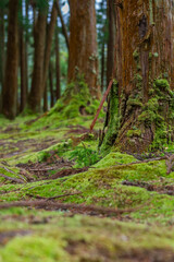 Obraz premium A close up over moss and trees on Azores Islands