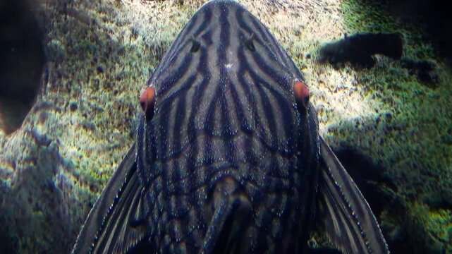 Royal panaque (Panaque nigrolineatus), a rare and expensive aquarium loricariid or suckermouth catfish