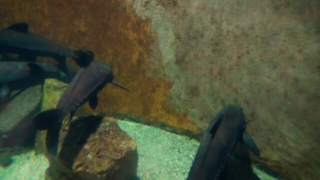 Ripsaw catfish (Oxydoras niger) in a dark tank