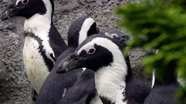 A flock of African penguins (Spheniscus demersus) gathering to eat fish