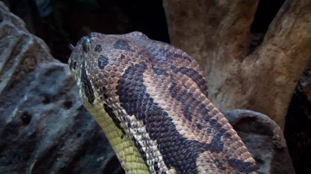 Madagascar ground boa (Acrantophis madagascariensis) head close-up, movement
