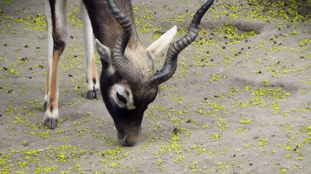 Blackbuck (Antilope cervicapra) eating little yellow flowers from the ground