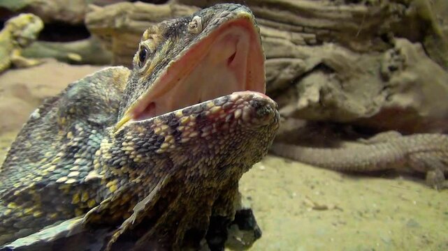 Frilled lizard (Chlamydosaurus kingii), threat display, frill half open, head close-up