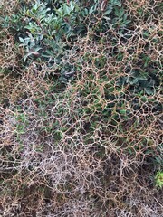 a prickly plant