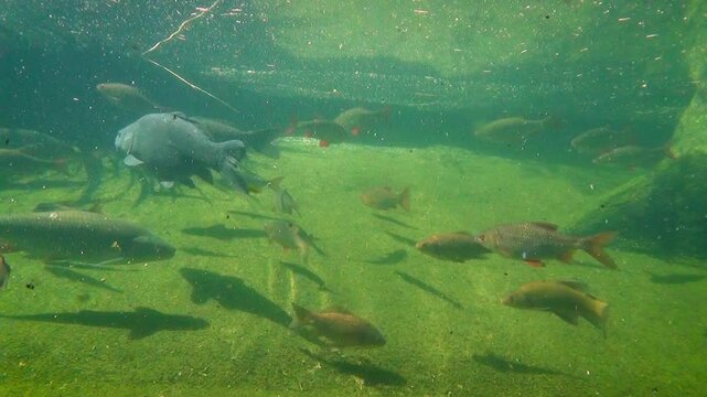 Various European freshwater fish in a pond underwater: common chub (Squalius cephalus), common rudd (Scardinius erythrophthalmus), Eurasian carp (Cyprinus carpio), tench (Tinca tinca)