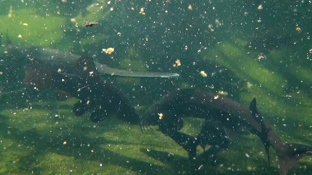 Various freshwater fish species in a pond underwater: American paddlefish (Polyodon spathula), grass carp (Ctenopharyngodon idella), Siberian sturgeon (Acipenser baerii), tench (Tinca tinca)