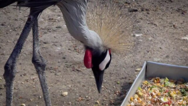 Grey crowned crane (Balearica regulorum) pecking from feeder in captivity