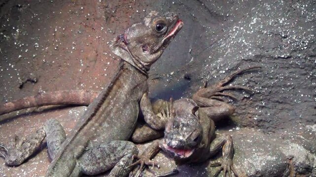 A pair of brown basilisks (Basiliscus vittatus)