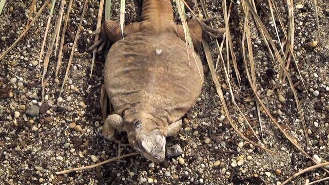 Common chuckwalla (Sauromalus ater) sunbathing in a desert environment, view from above