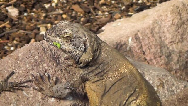 Common chuckwalla (Sauromalus ater) sunbathing in a desert environment