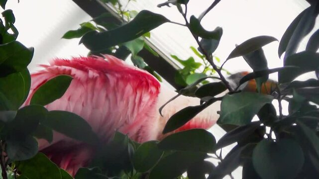 Roseate spoonbill (Platalea ajaja) preening feathers on a tree in a tropical house