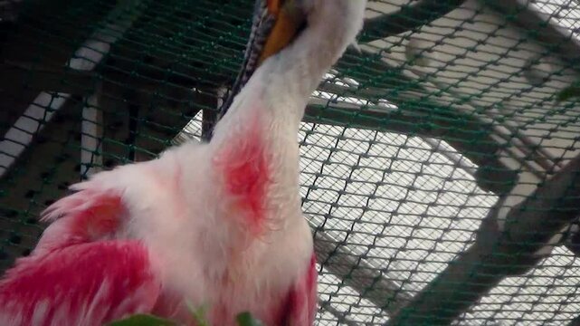 Roseate spoonbill (Platalea ajaja) preening feathers on a tree in an aviary