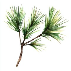 Obraz premium The pine branch is depicted as an isolated watercolor illustration. Wooden tree branches with needles. Holiday decor with fir branch. For the new year of 2024 holiday decoration with fir branches.