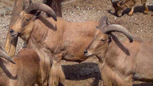 Barbary sheep (Ammotragus lervia) herd in captivity