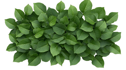 Fototapeta premium A vibrant top view of lush green leaves, perfect for nature-themed designs and backgrounds, symbolizing freshness and growth.