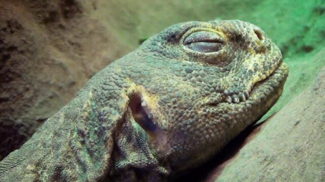Egyptian spiny-tailed lizard (Uromastyx aegyptia) sleeping, portrait close-up