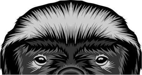 Honey Badger Face Peeking Color