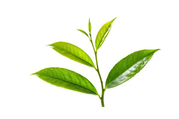 Fototapeta premium fresh green tea leaf isolated on transparent background 