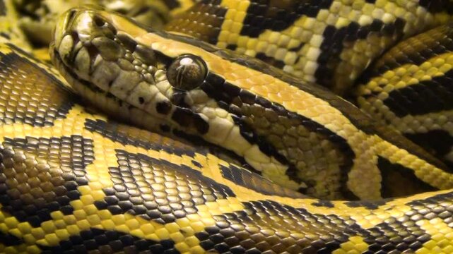 Young ball python (Python regius) curled up, head close-up