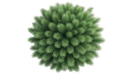 Top view of a lush green conifer tree, showcasing dense foliage and natural beauty, ideal for nature-themed projects or designs.
