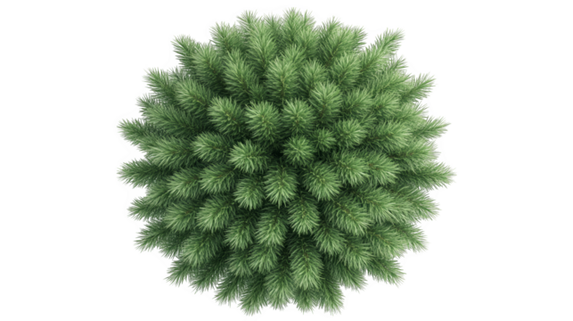Top view of a lush green conifer tree, showcasing dense foliage and natural beauty, ideal for nature-themed projects or designs.