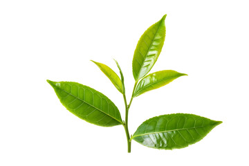 fresh green tea leaf isolated on transparent background
