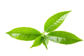 fresh green tea leaf isolated on transparent background
