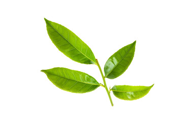 Fototapeta premium fresh green tea leaf isolated on transparent background 