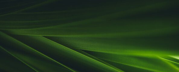 Dark green leaf texture, Natural green leaves using as nature background wallpaper or tropical leaf cover page
