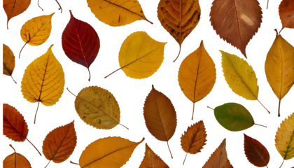 Autumn leaves seamless pattern isolated on Transparent background
