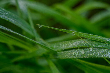 Obraz premium Morgentau auf einem Blatt