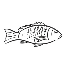 Elements snapper fish