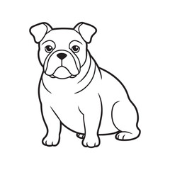 Fototapeta premium Display an English Bulldog sitting upright, perfect for use in breed-specific articles or pet product advertisements.