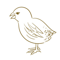 Farm Animal Chick