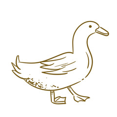 Farm Animal Duck