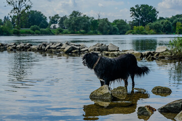 Ein schwarzer Hund am Ufer eines Flusses