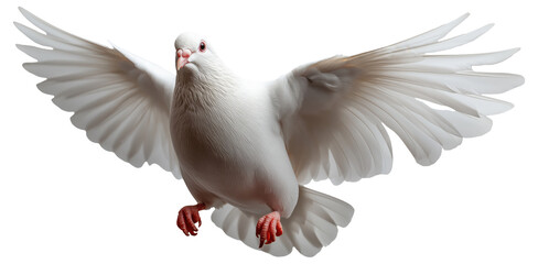 PNG White dove in mid-flight with wings spread wide