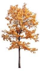 Naklejka premium An oak tree full of golden colored leaves isolated on a white background.