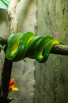 green tree python
