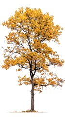 An oak tree full of golden colored leaves isolated on a white background.