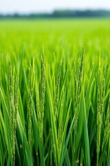 Close-up of green rice paddy field.