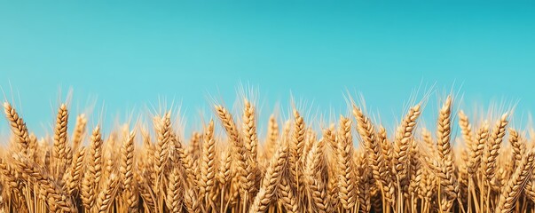 Golden wheat field, ripe and ready for harvest, with a soft blur of blue sky and hills in the background.