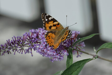 Painted Lady (Vanessa cardui) butterfly perched on summer lilac in Zurich, Switzerland