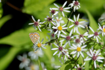 Common blue (Polyommatus icarus) Butterfly sitting on a white flower in Zurich, Switzerland